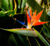 Strelitzia Reginae Indoor Glory Flowers (30 - 40cm)
