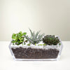 Succulent Jungle indoor Garden Plant