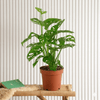 Swiss Cheese Plant (Monstera deliciosa) 25-35cm