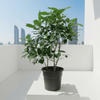 Crepe Jasmine Tabernaemontana Chinensis