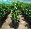 Crape Jasmine Tabernaemontana Divaricata Plant