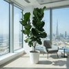 Tall Fiddle Leaf Fig – Modern Living Decor in White Ceramic Pot 1.5-1.8m