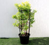 Tecomaria capensis "yellow" or Cape Honeysuckle 0.7-0.9m | UAE Garden Glory!