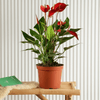 Flamingo Flower Andreanum Blooms Plant