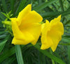 Thevetia peruviana | Cascabela Thevetia🌞 Yellow Oleander | Dubai Gardens Bright Beauty!