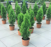 Thuja Orientalis Evergreen Plant (0.8–1.0m)
