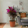 Ti Plant (Cordyline Fruticosa Multicolor Plant)