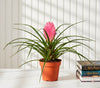 Tillandsia Cyanea Pink Quill – Exotic Indoor Air Plant