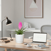 Tillandsia Cyanea Pink Quill "Healthy Indoor Plant" in Ceramic Pot | UAE interior Decor!