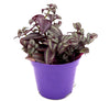 Purple Queen Tradescantia - 10-15cm | Purple Heart