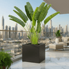 Traveler Palm 2.5-3.0m in Grp Square Pot (50x50) | UAE's Lush Greens!