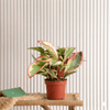 Tricolor Peperomia Houseplant (10 - 15cm)
