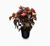 Acalypha Wilkesiana Tricolor Plant