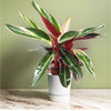 Stromanthe Triostar Air Purifying Plant