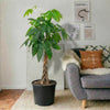Twisted Money Tree - Pachira Aquatica (130 - 150cm) | UAE's Best-Selling Houseplant!