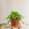 Variegated Creeping Fig Ficus Pumila Plant (10-15cm)