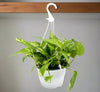 Variegated Hanging Money Plant - Epipremnum Aureum