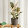 Variegated Rubber or Ficus elastic Tineke Plant (25–35cm)