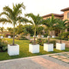 Veitchia Merrillii "Manila Palm" 1.8-2.0 Grp Square Pot 50x50