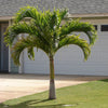 Manila Palm - Veitchia Merrillii | UAE's Best Plants!