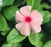 Vinca flowers (10-15cm) | Dubai Gardens Glory!