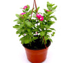 Vinca Hanging Flowers - 10-15cm Blooms