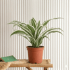 Warneckii Dracaena Beauty Indoor Plant