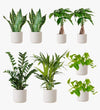 White Desktop Arrangement Plant Bundle
