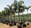 The Foxtail Palm (Wodyetia bifurcata) | UAE's Tropical Palm!