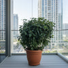 XL Gardenia Jasminoides | Dubai Top Plants!