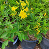 🌟 Yellow Bells Plant (Tecoma stans) | Dubai Garden Glory!