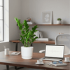 Zamioculcas Zamiifolia, Zanzibar Gem or ZZ Plant in Ceramic Pot | UAE's Excellent Houseplant!