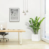 Zamioculcas Zamiifolia, Zanzibar Gem or ZZ Plant in Grp Pot 30x30 | UAE's Excellent Houseplant!