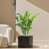 Zanzibar Gem or ZZ Zamioculcas Zamiifolia Plant in Grp Pot (30x30)