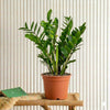 Zamioculcas Zamiifolia ZZ Plant