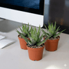 Zebra Haworthia Fasciata Cactus Plant