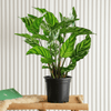 Zebra leaves Green Plant (20-25cm)