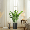 ZZ Plant indoor Zanzibar Gem Plant in Black Ceramic Pot (80-100cm)